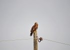 Zwarte wouw (oostelijk) (black-eared kite) Milvus migrans lineatus  - Kharkhorin 16-08-2016 (6)